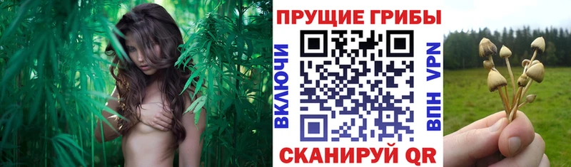 Купить закладки  Кодинск  Псилоцибиновые грибы Cubensis 